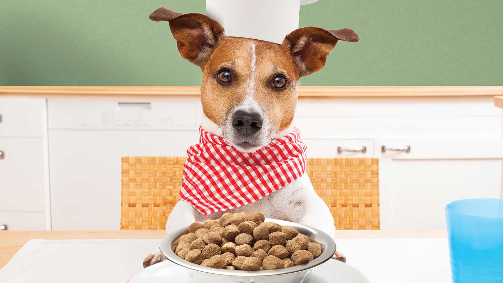 perro con un plato de alimento